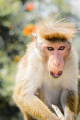 Обезьяна с челкой кушает печенье 