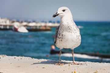Gull posing by the sea