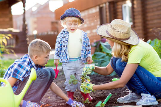 Kids with mother planting strawberry seedling into soil outside in garden