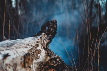 Dry fallen tree smoldering fuming photographed close-up