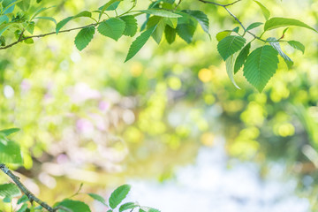 Obraz premium Hintergrund Frühling/Sommer mit Textfreiraum