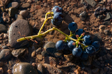 grape bunch