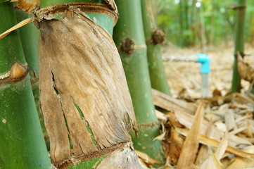 Closeup of bamboo with bamboo sheath