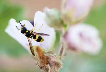 wasp in the flower