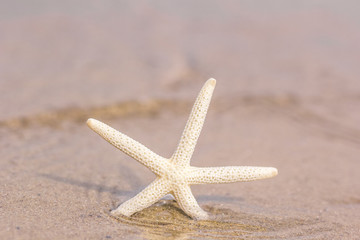 Starfish on golden sand beach shore in the sea ocean water with selective focus. Concept for holiday, vacation, travel, summer time, beach, getaway, relaxing time.