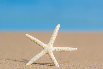 Starfish on golden sand beach shore in the sea ocean water with selective focus. Concept for holiday, vacation, travel, summer time, beach, getaway, relaxing time.