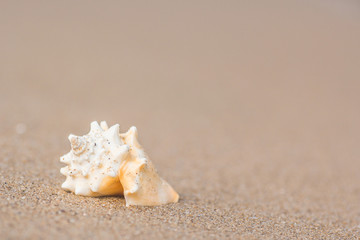 Fototapeta na wymiar Sea shell on golden sand beach shore near the sea ocean with selective focus.