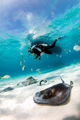 SCUBA diver descending onto a sea floor full of stingrays