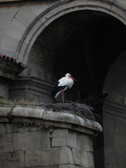 Stork and nest