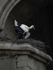 Stork and nest
