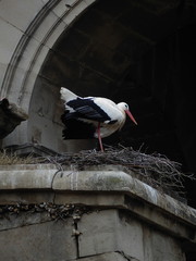 Stork and nest