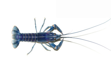 crayfish blue