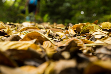 Forest Floor