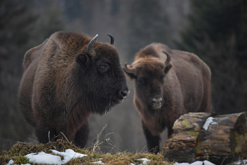 Wild European bison in the forest of the Carpathians    © Oksana