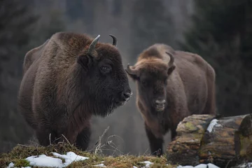 Foto op Plexiglas Wilde Europese bizon in het bos van de Karpaten © Oksana