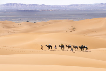 Fototapeta na wymiar Camels on the Dunes
