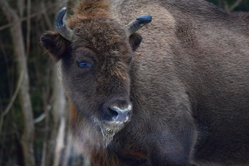 Fototapeta premium Wild European bison in the forest of the Carpathians 