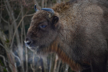 Fototapeta premium Wild European bison in the forest of the Carpathians 