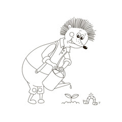 Fototapeta premium Hedgehog water the plants.