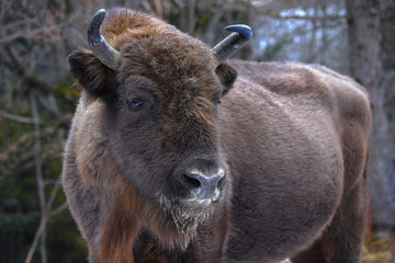 Wild European bison in the forest of the Carpathians   