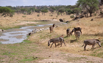 zebras grazing 