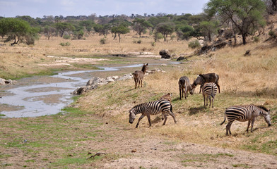 Fototapeta premium zebras grazing 