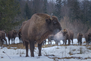 Wild European bison in the forest of the Carpathians   