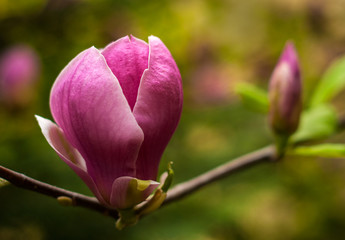 Close-up view of purple blooming magnolia. Beautiful spring bloom for magnolia tulip trees pink flowers.
