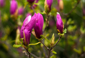 Close-up view of purple blooming magnolia. Beautiful spring bloom for magnolia tulip trees pink flowers.
