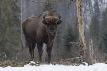 Fototapeta premium Wild European bison in the forest of the Carpathians 