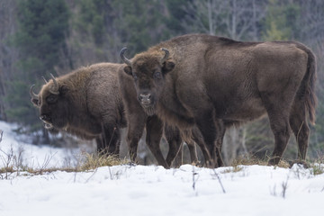 Wild European bison  (Bison bonasus) in the forest of the Carpathians   