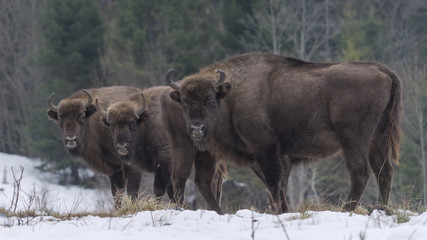Wild European bison in the forest of the Carpathians   