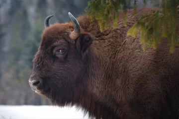 Zelfklevend Fotobehang Wild European bison in the forest of the Carpathians    © Oksana