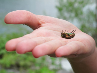 green beetle scarab lay down in a woman hand