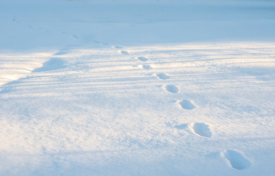 Footprints in fresh snow. Closeup of footsteps in snow. Animal tracks in the deep snow on the field.