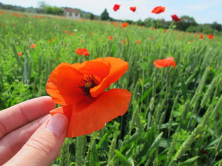 hand of a woman touching softly a bright poppy
