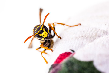 Wasp crawling on tablecloth