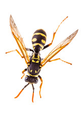 Wasp top view