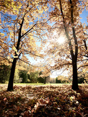 Autumn in park Aleksandriya