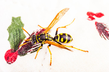 Wasp on a white tablecloth