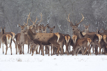 Red deer portrait on snow and forest in winter time