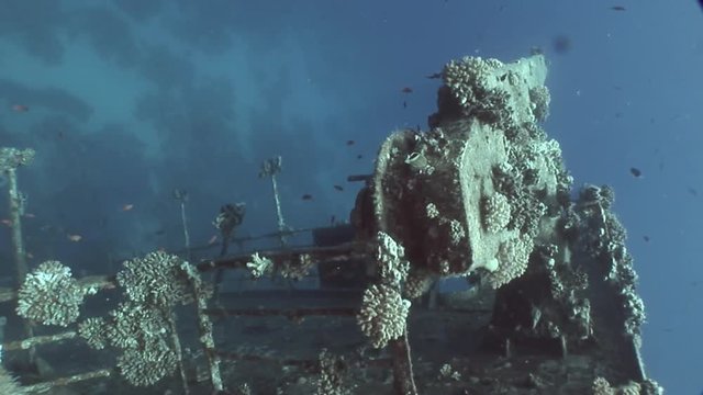 Fish in Salem Express shipwrecks underwater in Red Sea in Egypt. Extreme tourism on ocean floor in world of coral reefs, sharks. Researchers of wildlife blue abyss. Deep diving.