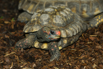 Waldschildkröte