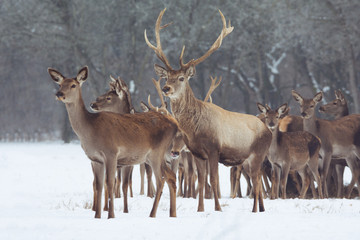 Naklejka na ściany i meble Red deer portrait on snow and forest in winter time
