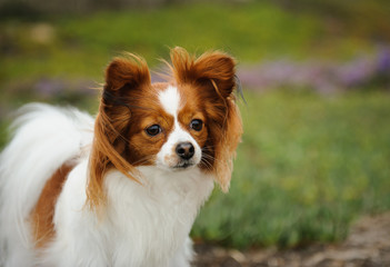 Papillon dog in green field with flowers