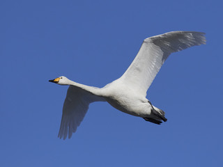 Fototapeta na wymiar Whooper swan (Cygnus cygnus)