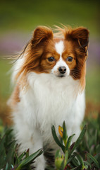Papillon dog standing in nature field
