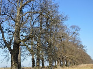 Kastanienallee (castanea sativa )
