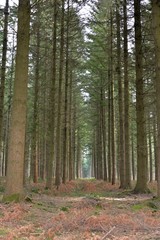 Fototapeta premium Las