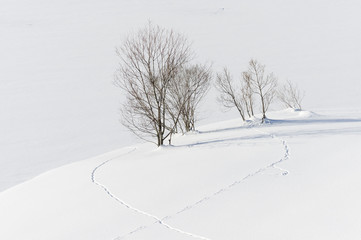 Animal tracks to the Trees at the shore of frozen Davoser see, Lake Davos, Davos during winter, Switzerland, EU